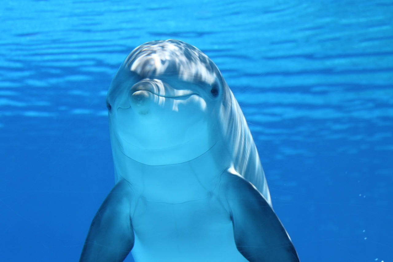 Delphin guckt witzig Welches Tier symbolisiert Freude
